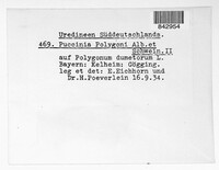 Uromyces polygoni-avicularis image